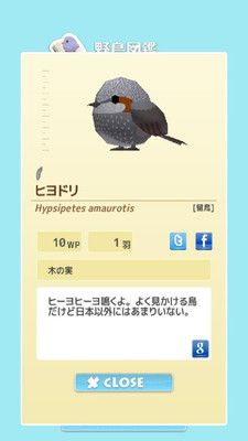小鸟观察器中文游戏汉化版（ToriWatch）图4: