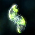 孢子进化无限DNA免费金币最新版下载
