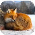 野生狐狸模拟器最新版