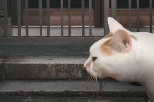 翌日系列猫日怪谈游戏手机中文版图片2