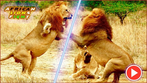 非洲狮模拟器最新版无限经验图片1