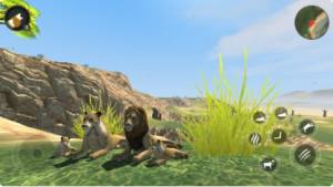 野生狮子生存模拟器中文版最新版图片1