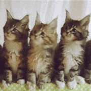 抖音三只猫咪点头表情包gif动图高清版分享图片1