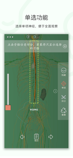 神经系统3D解析图APP手机版图片2