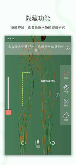 神经系统3D解析图APP手机版图2: