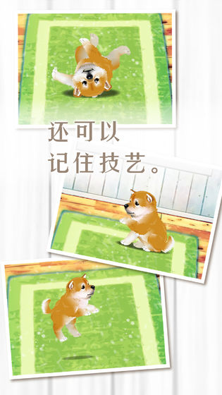 养育柴犬的治愈游戏安卓版图2: