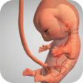 怀孕宝宝模拟器中文版