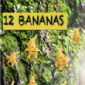 12根香蕉中文版