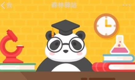 小熊猫属于哪个科？微博森林驿站1.11答案分享[图]