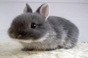 兔子喜欢吃什么食物 兔子更喜欢吃胡萝卜还是牧草蚂蚁庄园[多图]