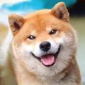 秋田犬模擬器游戲