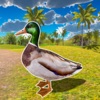 飞行鸭子生活模拟器游戏ios苹果版 v1.0