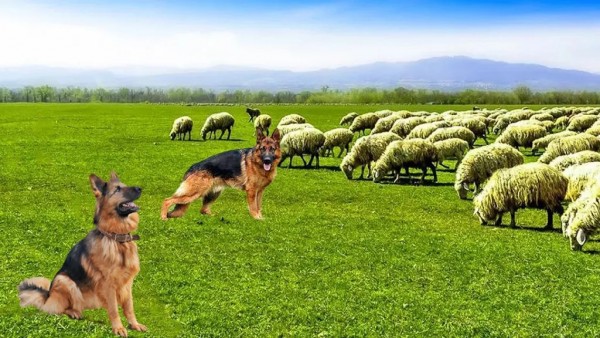 牧羊犬动物3D游戏官方最新版截图4: