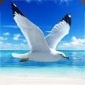 海鸥模拟器游戏安卓版手机版 v1.0.1