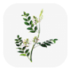 中药植物百科app安卓最新版