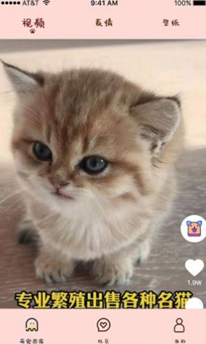 喵喵撸猫app手机版图片1