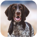 猎犬模拟器游戏官方安卓版 v1.1.0
