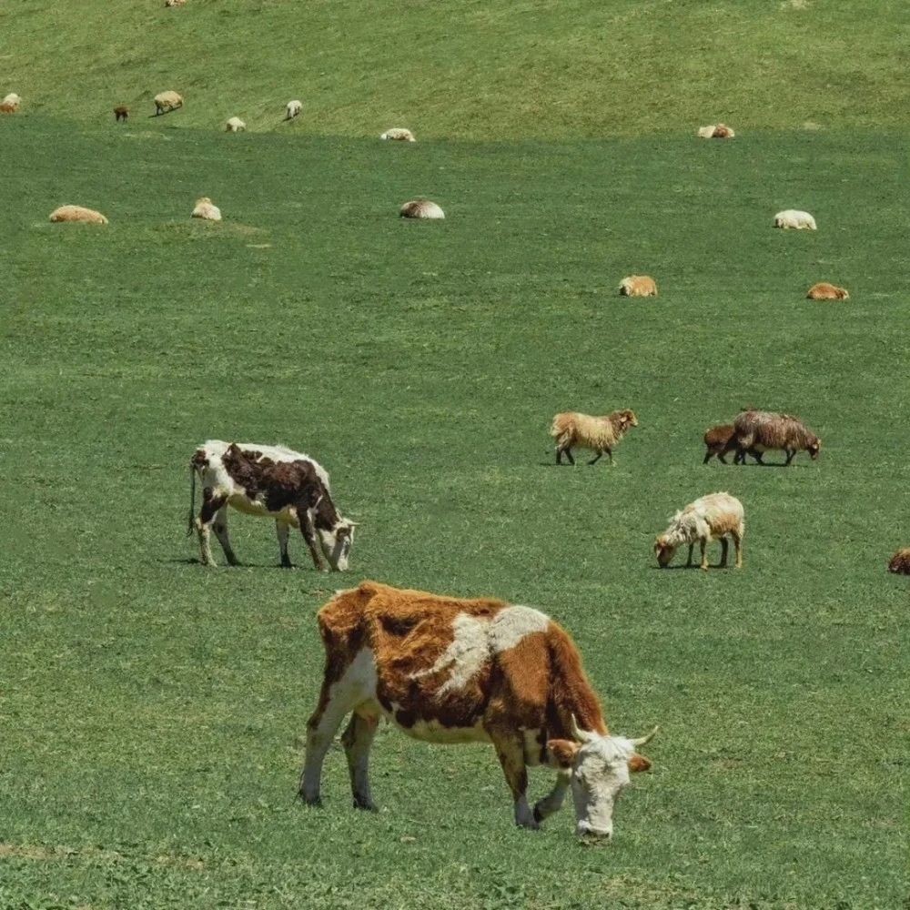 微信农场动物动图表情包大全：农场背景图动物动态图片分享[多图]图片29