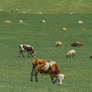 微信农场动物动图表情包大全：农场背景图动物动态图片分享图片29