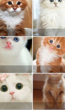 Pop Cat Wallpaper动态壁纸软件免费版图片1