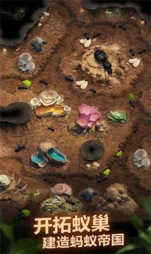 荒野蚂蚁模拟游戏图2