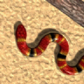 Real Snake游戏
