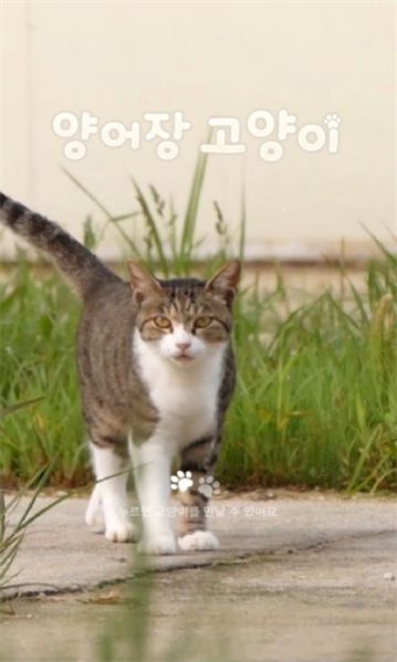 养鱼场猫游戏官方版图4: