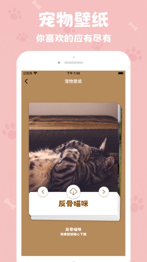 反骨喵咪app官方版图片1