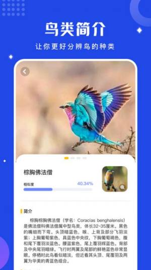 鸟语语言翻译器app官方下载图片1