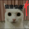猫咪惊魂4下载安装动态狗头版最新版 v23.08.181822