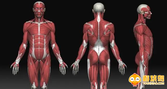 肌肉解剖软件合集