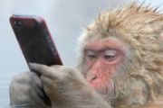 猴子也能玩iPhone 温泉猴子照夺观众选择奖[图]