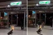 泰国巨型蜥蜴超市入口吹空调 群众害怕尖叫[图]