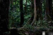难出来的森林迷宫：日本恐怖的吃人森林？[多图]