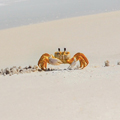  等待下一只螃蟹：2014年手游热门IP预测 