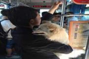 女子抱狗乘公交给狗投币 声称：这是俺孩儿[图]