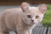 黑洞猫米奇猫制作教程 耳朵方方圆圆的猫叫什么[多图]