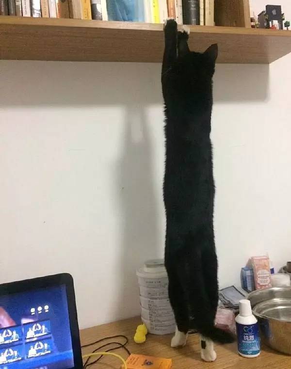 爆笑囧图：你永远都不知道猫咪的身姿有多长！